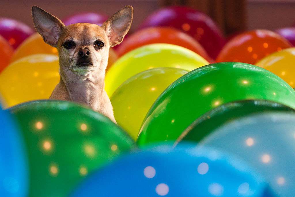 By wsilver (Flickr: Balloons huey) [CC BY 2.0], via Wikimedia Commons